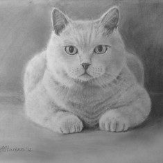 "A cat's portrait" <span style="font-size:30px; color: #c30000;">•</span>