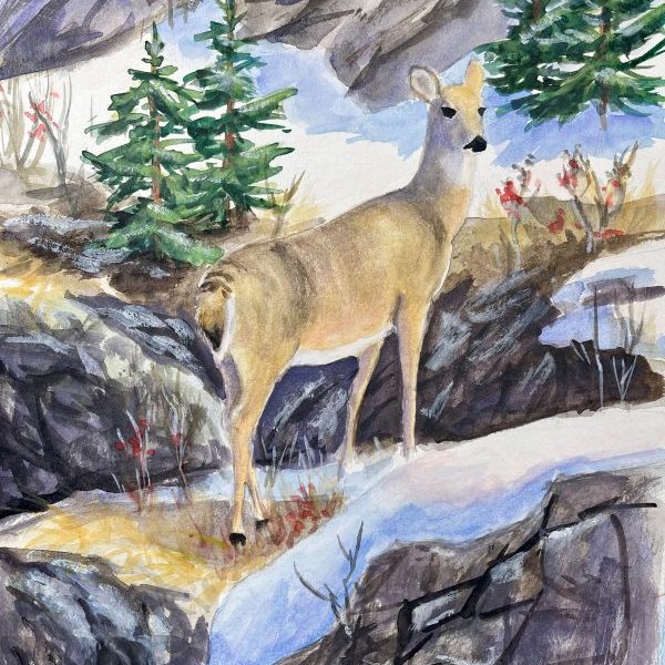 "Deer on the rocks"