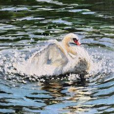 "Splashing swan"